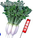 ミニ大根 四季姫2号 1000粒 大根 ダイコン だいこん 渡辺交配