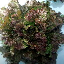 アフロ 20ml レタス