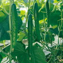 MTソフィア 100粒 胡瓜 キュウリ きゅうり