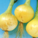 アーリートップ 10g 玉ねぎ たまねぎ 玉葱 タマネギ F1 中原採種場