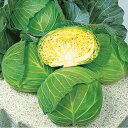 彩音甘藍 タキイ交配 2000粒2センR キャベツ 甘藍 かんらん カンラン