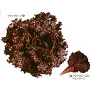 ブラックローズ PVP ペレット1000粒 レタス