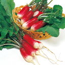 紅白廿日大根 2dl 大根 ダイコン だいこん