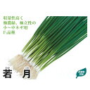 若月 2dl 葱 ネギ ねぎ 武蔵野交配