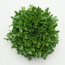 ワンタイム 20ml レタス