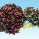 サンブライト 20ml レタス 中原採種場