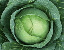 新青二号 2000粒 キャベツ 山陽交配
