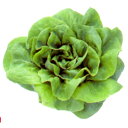 グリーンバターレタス　L-108 千粒(コートL) レタス 中原採種場