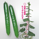 節成りスマート 100粒 胡瓜 キュウリ きゅうり