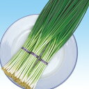 鴨頭 2dl 葱 ネギ ねぎ F1 中原採種場