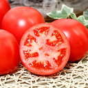PRIMAX 麗旬 トマト PRIMAX100粒 トマト とまと 蕃茄