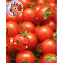 まゆか ミニトマト 100粒 松永交配