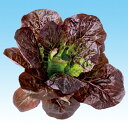 レッドコスレタス　L-118 千粒(コートL) レタス 中原採種場