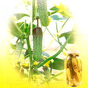 ぴっくる太郎 100粒 胡瓜 キュウリ きゅうり ピクルス