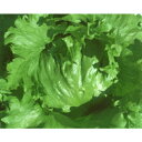 エクシード 20ml レタス