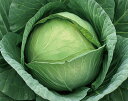 新中早生 2000粒 キャベツ 山陽交配
