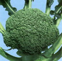 美緑237 2500粒 ブロッコリー