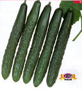 四川 350粒 胡瓜 キュウリ きゅうり