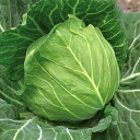 若女将甘藍 (3000粒) キャベツ 甘藍 かんらん カンラン