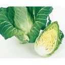 みさき 20ml キャベツ