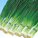 九条(万能系) 1l 葱 ネギ ねぎ 中原採種場