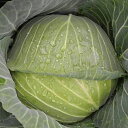 幸夏甘藍 3000粒 キャベツ 甘藍 かんらん カンラン
