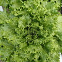 ビアンカ(UC-050) Lコート5千粒 レタス ウエキ育成 横浜植木