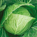 YR春系305号甘藍 20ml キャベツ 甘藍 かんらん カンラン