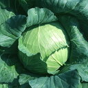 将軍 20ml 袋 キャベツ