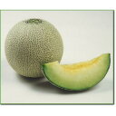 キスロマン2号改良 100粒 めろん メロン 舐瓜