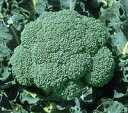 晩緑100 2500粒 ブロッコリー