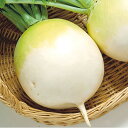 早太り聖護院 2dl 大根 ダイコン だいこん