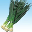 博多夏 1l 葱 ネギ ねぎ 中原採種場