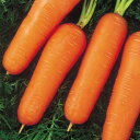 福あかね 2dl ニンジン にんじん 人参 F1 中原採種場