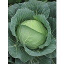 翔陽 2500粒 キャベツ ノウリン交配