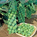 早生子持甘藍(ひすい) タキイ交配 20ml キャベツ 甘藍 かんらん カンラン