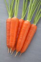 冬ちあき L1万粒 ニンジン にんじん 人参
