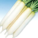 YRおでん 2dl 大根 ダイコン だいこん F1 中原採種場