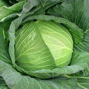 冬美 20ml 袋 キャベツ