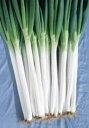早太り一本 2dl 葱 ネギ ねぎ