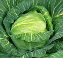 春よし 20ml詰 キャベツ 宇治交配