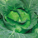夏星 20ml キャベツ F1 中原採種場