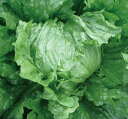 郷(UC-024) Lコート5千粒 レタス ウエキ育成 横浜植木
