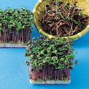 レッドキャベツ 1l スプラウト 中原採種場