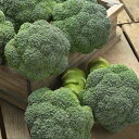 チャレンジャーSP 2000粒 ブロッコリー