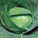 舞鶴 20ml キャベツ F1 中原採種場
