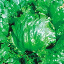 パパレタス 5千粒(コートL) レタス 中原採種場