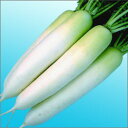 WN-8339 コート5000粒 大根 ダイコン だいこん 渡辺交配