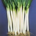 夏洲一本太葱 2dl 葱 ネギ ねぎ 中原採種場