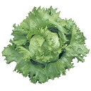 シャトー Lコート5000粒 レタス